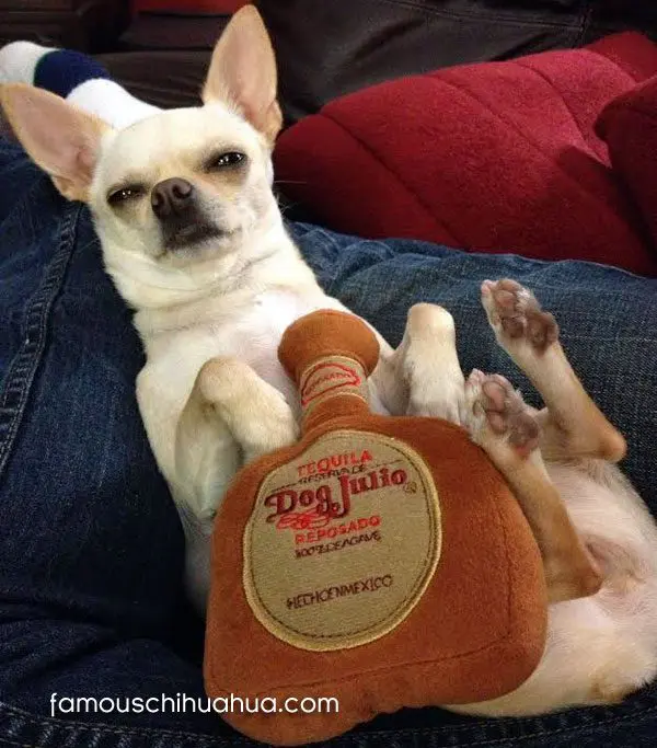 maya tequila chihuahua