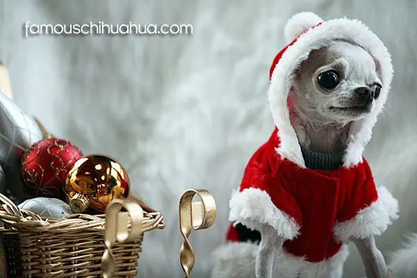millie christmas chihuahua