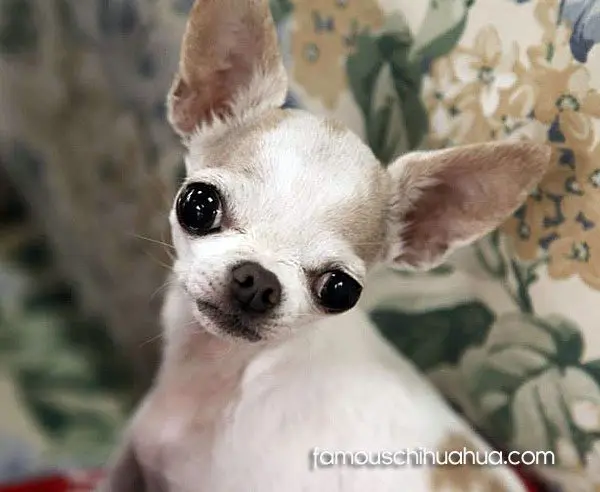 In loving memory of sweet, precious Millie! chihuahua memorial miracle millie
