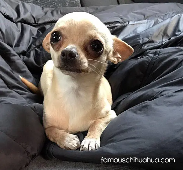 mimi famous chihuahua