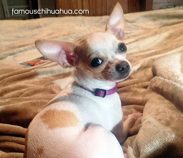 miss cali love famous chihuahua