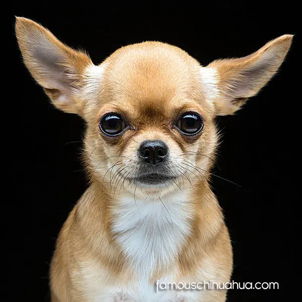 mona famous chihuahua