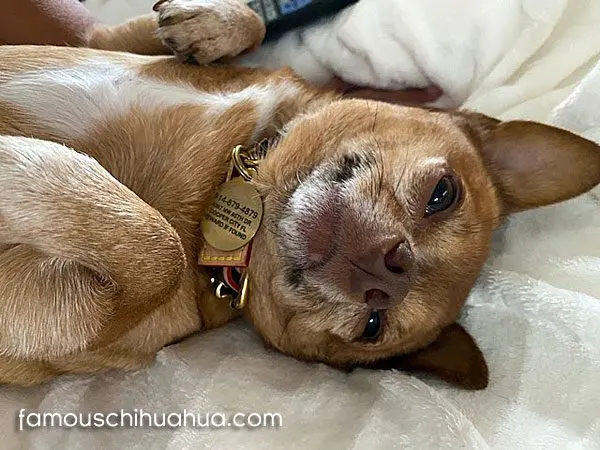 mrfabulous famous chihuahua