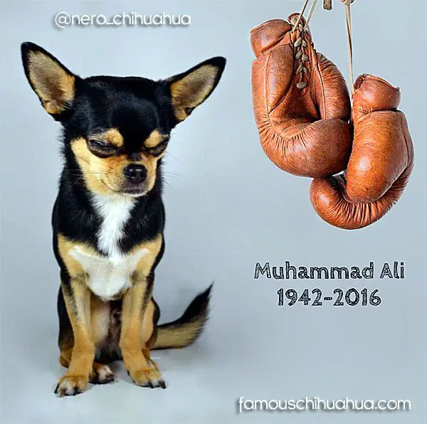 muhammad ali chihuahua