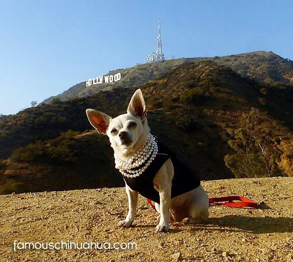 navia hollywood chihuahua