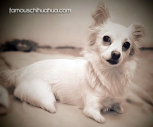 nimble famous chihuahua