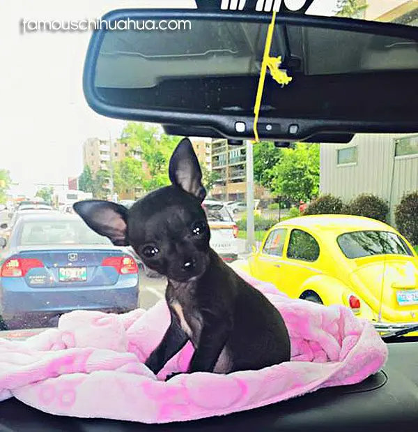 onix famous chihuahua