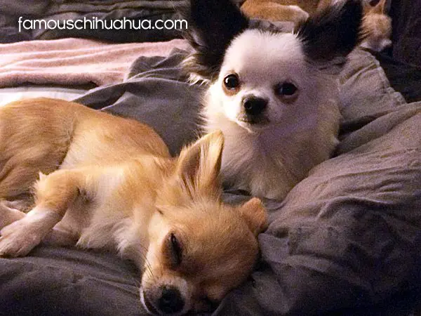 ozzy tequila famouschihuahuas