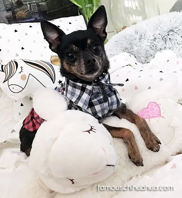 paco famous chihuahua