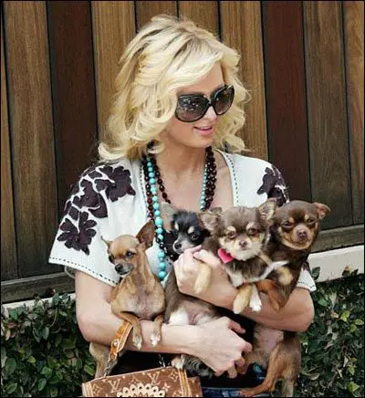paris hilton chihuahuas