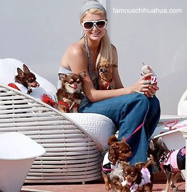 paris hilton chihuahuas
