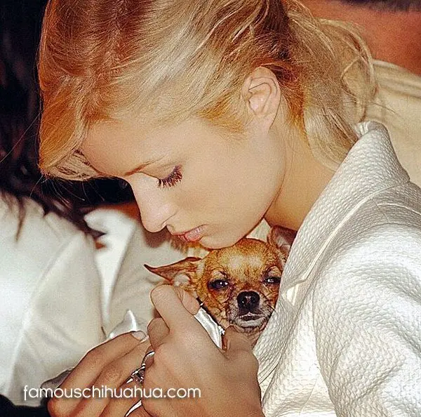 paris hilton tinkerbell chihuahua