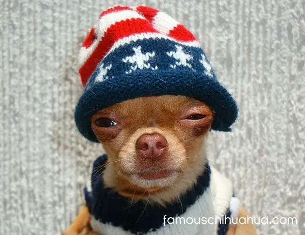 patriotic chihuahua