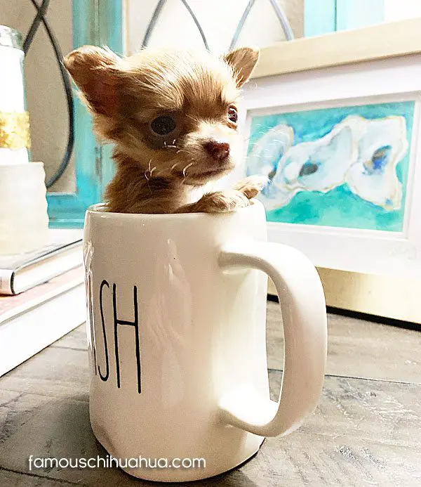 peanut famous chihuahua