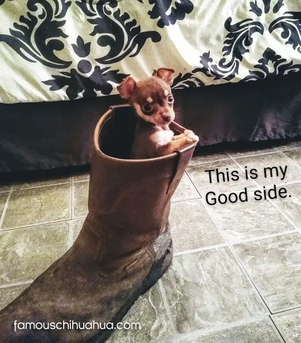 peanut famouschihuahua