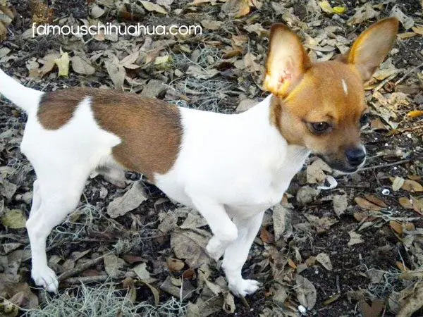 peanut the chihuahua