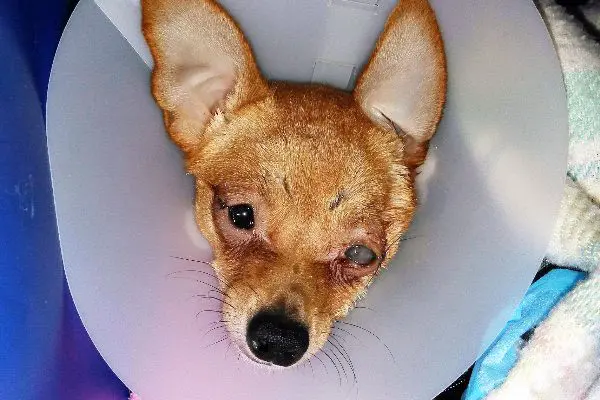 peaunt the chihuahua