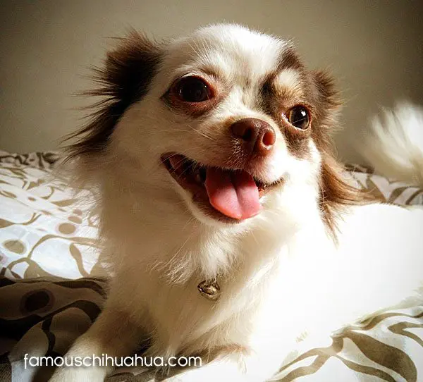 pebbles famous chihuahua