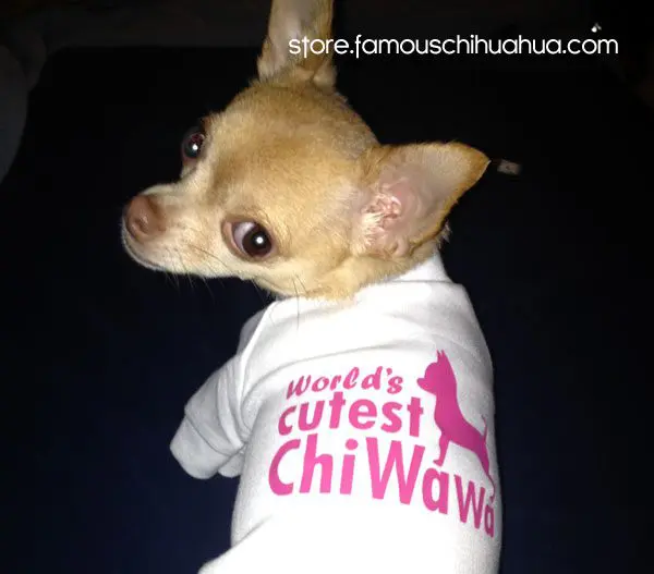 penny chihuahua shirt