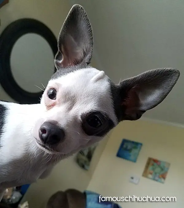 petey famous chihuahua