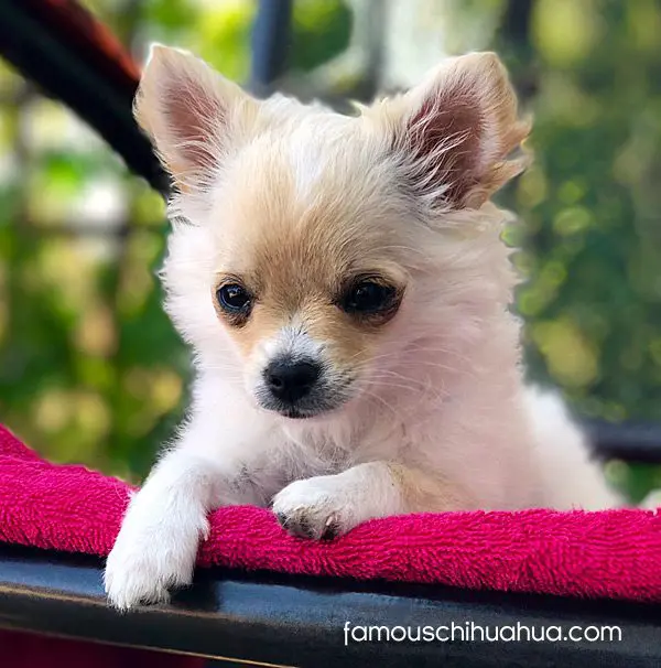 pola famous chihuahua