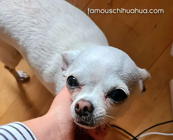 poppy famous chihuahua