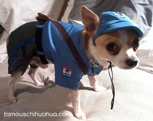 postman chihuahua