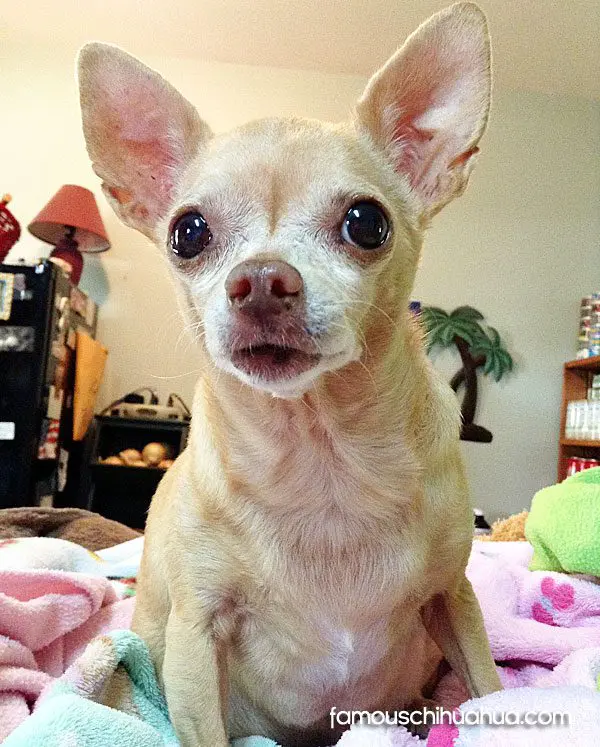 precious famous chihuahua