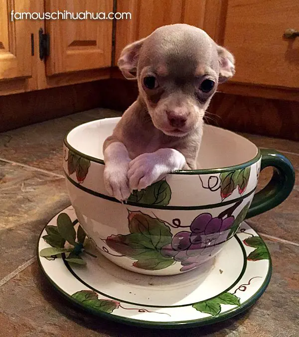 prince famous chihuahua