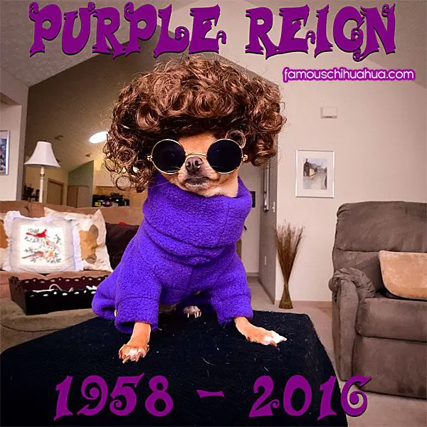 prince famous chihuahua