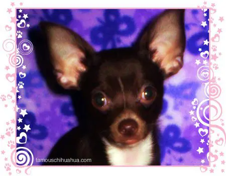 princeton the chihuahua