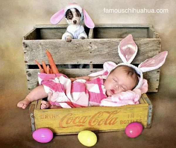 quila chihuahua bunny