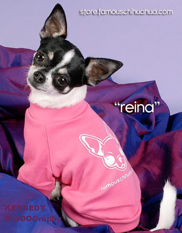 reina model famous chihuahua