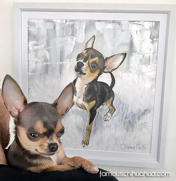 romeo famous chihuahua