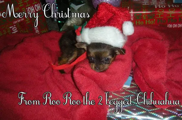 rooroo santa chihuahua