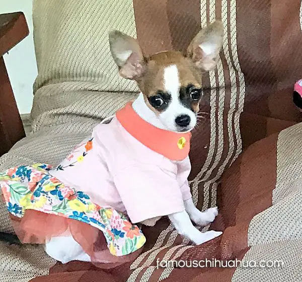 roxie famous chihuahua