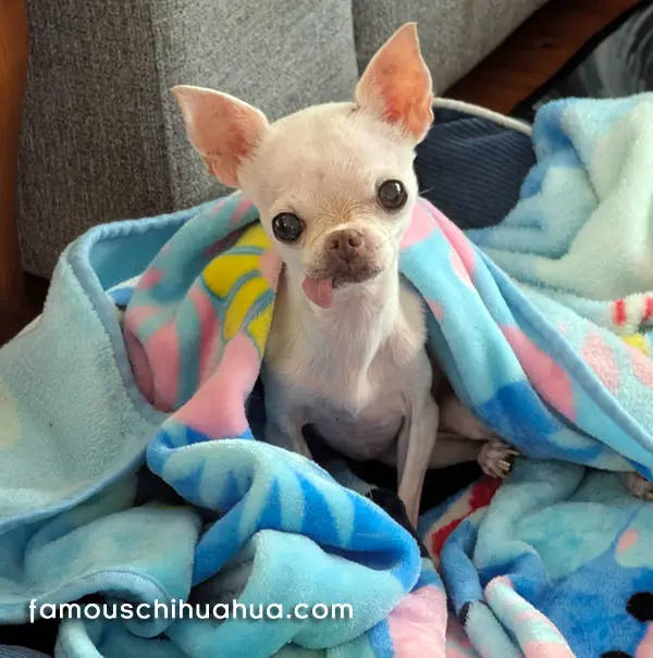 tiny teacup chihuahua famous