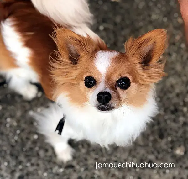 sammy famous chihuahua