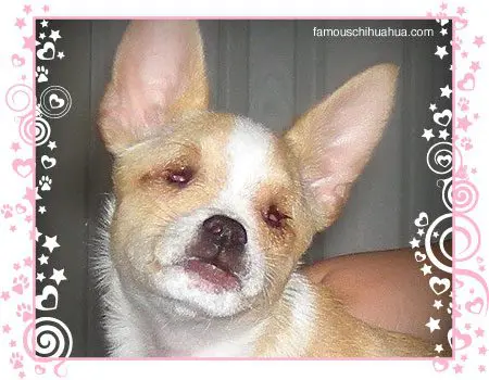 samson the chihuahua