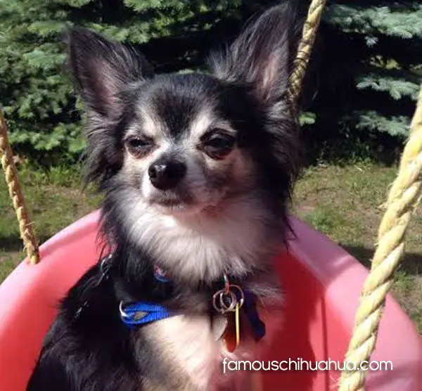 sargent pepperchihuahua