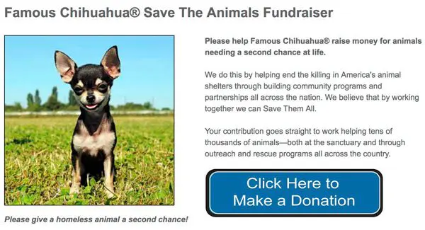 famous chihuahua save the animals fundraiser! famous chihuahua save the animals fundraiser!