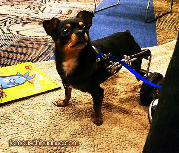 scooter famous chihuahua