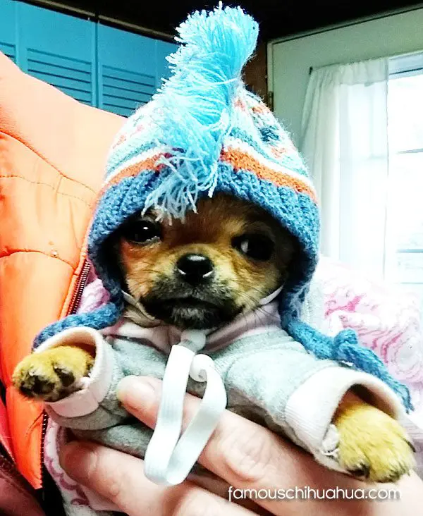 shuggie famous chihuahua