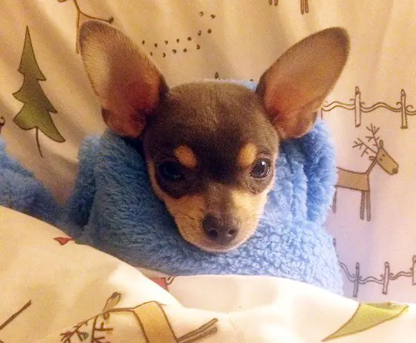 silverton chihuahua names