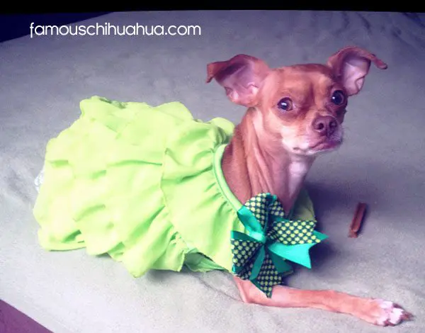 siobhan lillie chihuahua