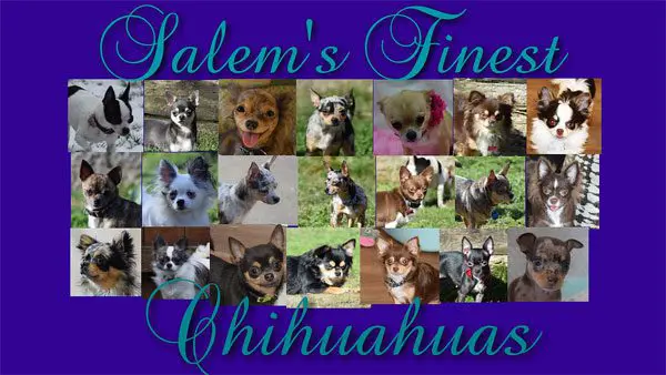 slaems finest chihuahuas
