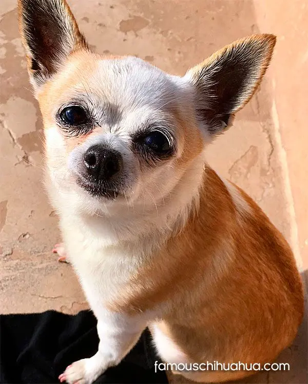 slygirl famous chihuahua