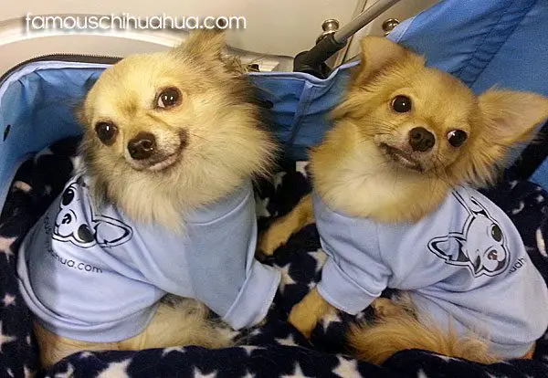 smokey timmy famous chis1