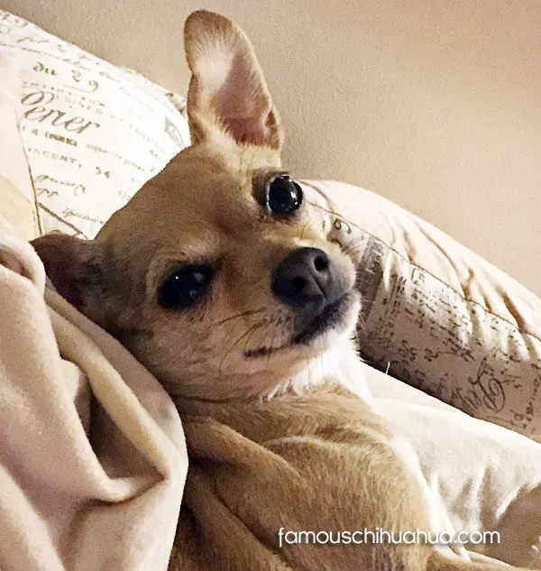 socks famous chihuahua