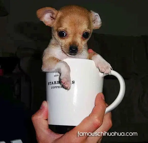 starbucks teacup chihuahua